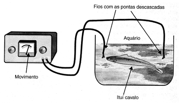    Figura 3 – Pesquisa com peixes em aquários
