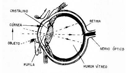 Figura 1  Vista em corte do olho humano
