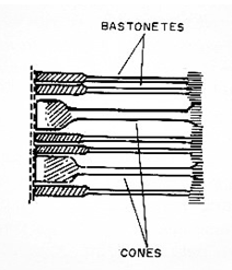 Figura 2 – Secção da retina mostrando os cones e bastonetes
