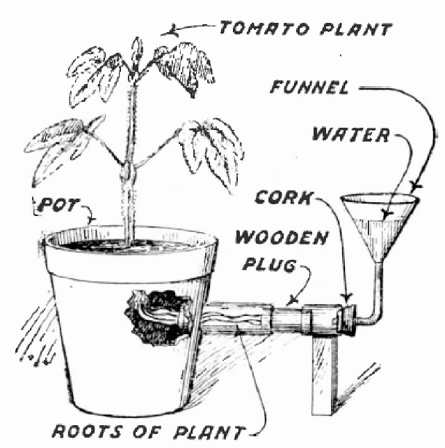 Figura 5 – A força das raízes
