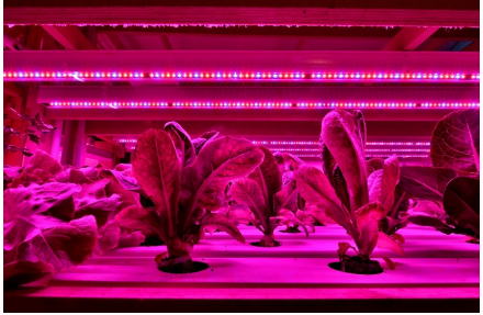 Figura 1: Exemplo de canteiro de plantas em estufa interna com fonte de luz LED.
Figura 1: Exemplo de canteiro de plantas em estufa interna com fonte de luz LED.