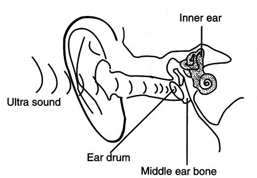 Figura 3 – Som dentro da cabeça
