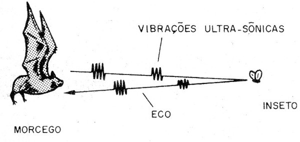    Figura 1 – Ultrassons usados pelos morcegos para detectar insetos e obstáculos
