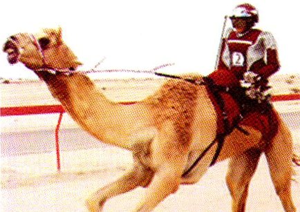Camelo montado por um robô (ilustração da apostila da PETe)